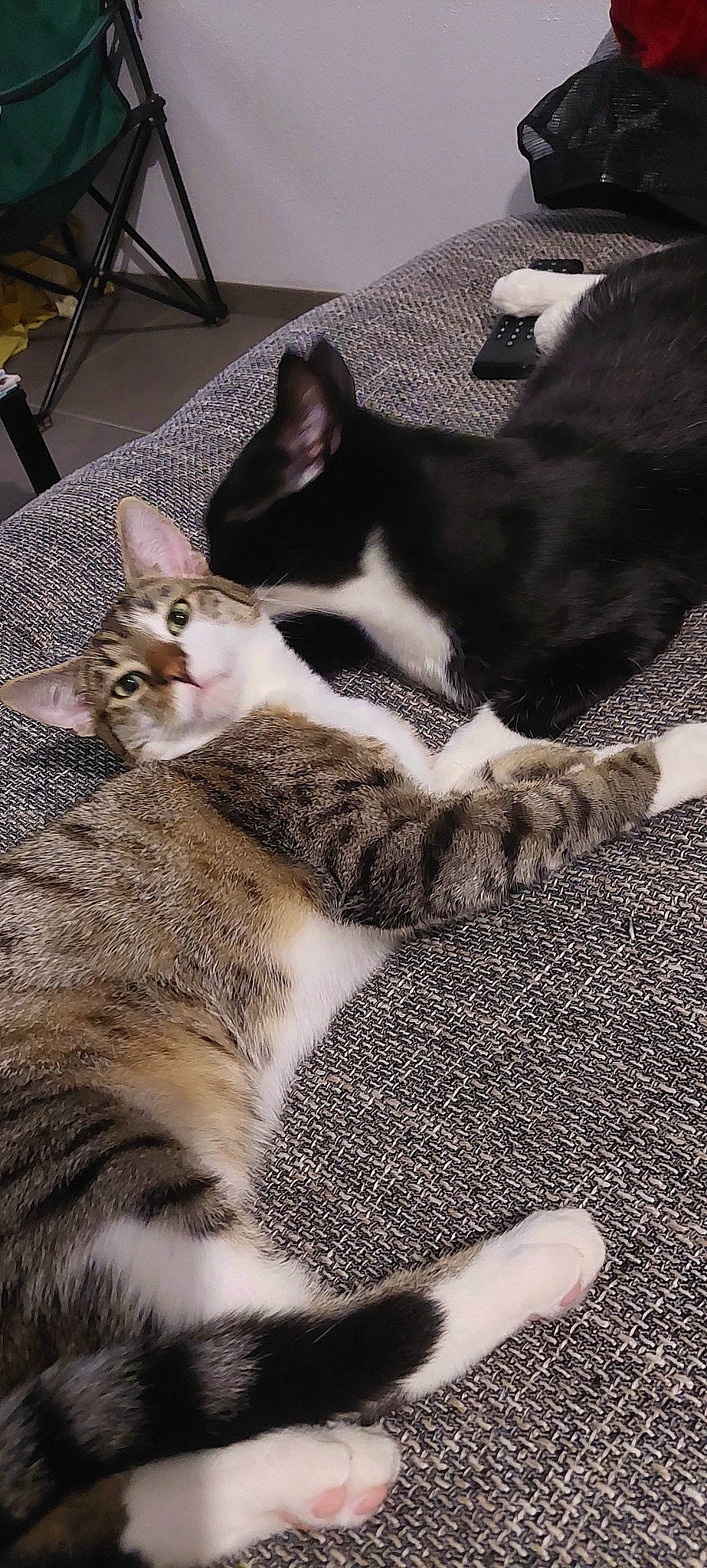 Tigrouille participe au concours pour gagner de l'argent avec cette photo : carnivore, cat, chair, comfort, domestic_short_haired_cat, felidae, fur, grey, nap, pattern, paw, sleep, small_to_medium_sized_cats, snout, tail, terrestrial_animal, whiskers