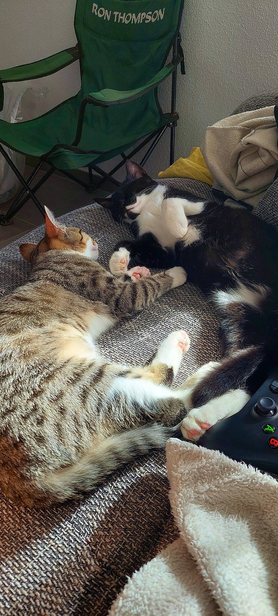 Tigrouille a rejoint le concours — aidez-le/la à gagner de superbes lots ! carnivore, cat, comfort, domestic_short_haired_cat, felidae, fur, grey, linens, mammal, nap, pattern, paw, small_to_medium_sized_cats, snout, tail, tent, terrestrial_animal, textile, vertebrate, whiskers