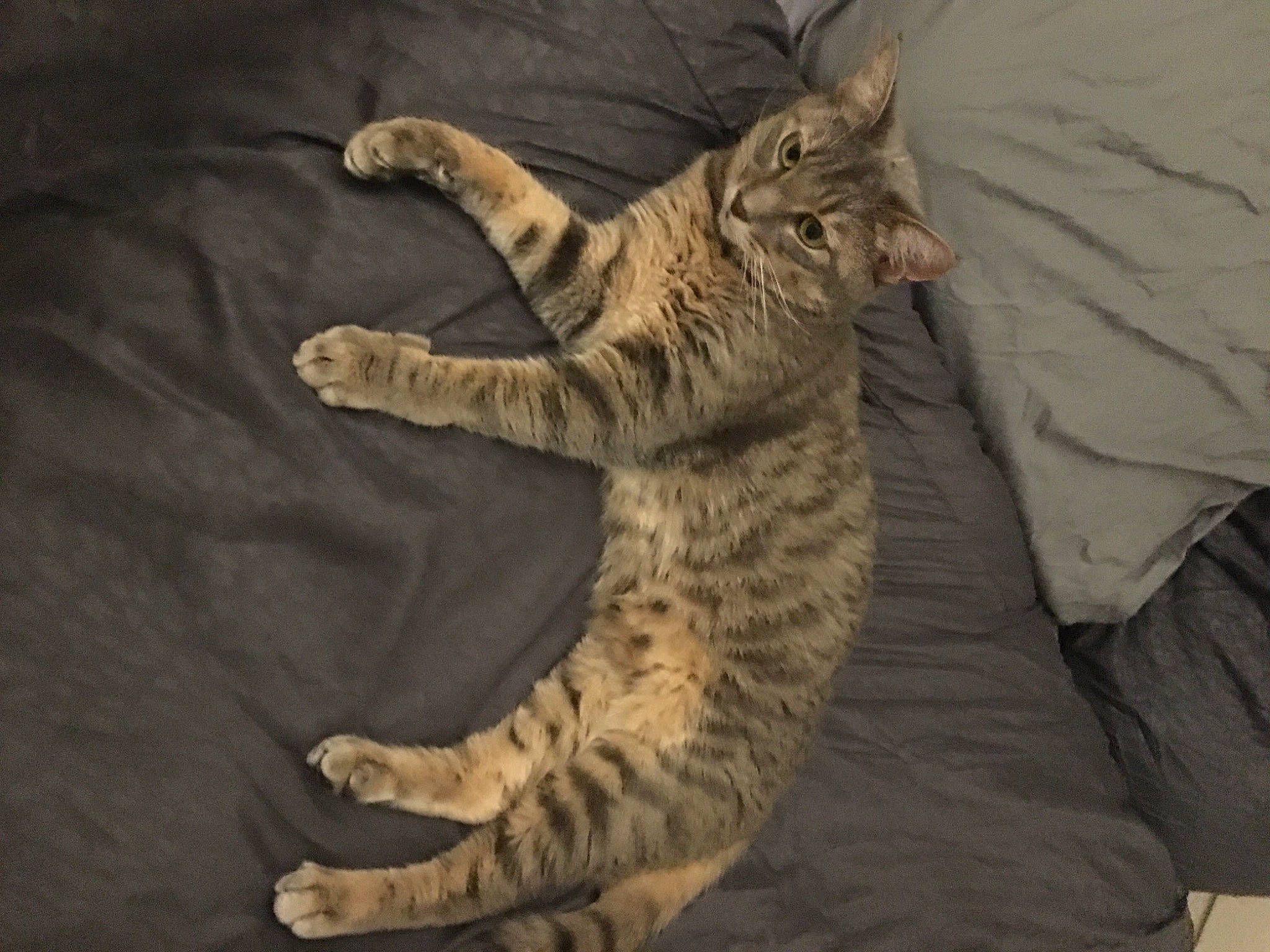 Kovu a rejoint le concours — aidez-le/la à gagner de superbes lots ! bed, big_cats, carnivore, cat, claw, comfort, domestic_short_haired_cat, fawn, felidae, foot, fur, nap, paw, sitting, small_to_medium_sized_cats, tail, terrestrial_animal, whiskers, wildlife