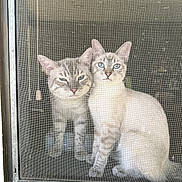 Casper joined the competition — help win amazing prizes! cat, cats, kitten, feline, pet, animal, two_animals, blue_eyes, tabby, cream_coat, striped_fur, sitting, window, screen, mesh, indoors, portrait, curious, companionship, home