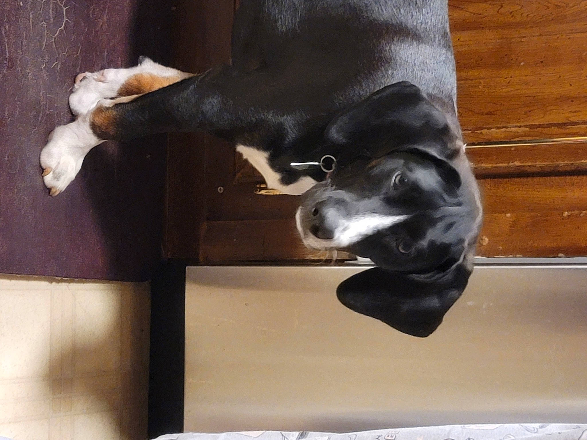 Maggie joined the competition — help win amazing prizes! borador, canidae, carnivore, comfort, companion_dog, dog, dog_breed, felidae, fur, gesture, guard_dog, hardwood, pet_supply, room, small_to_medium_sized_cats, snout, sporting_group, tail, wood, working_animal