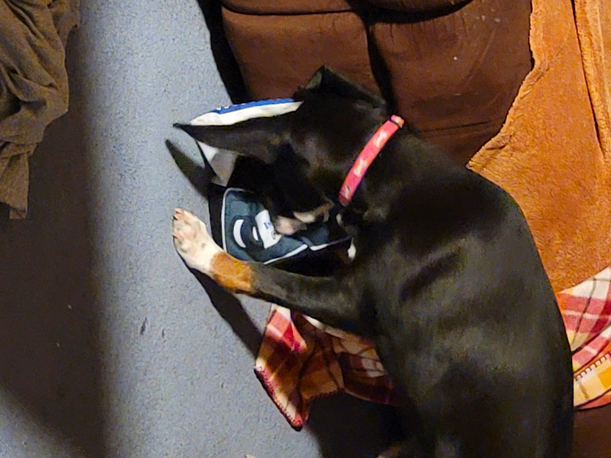 Maggie joined the competition — help win amazing prizes! canidae, carmine, carnivore, collar, comfort, companion_dog, dog, dog_breed, dog_collar, dog_supply, fawn, felidae, guard_dog, leash, pet_supply, sporting_group, tail, toy_dog, whiskers, working_animal