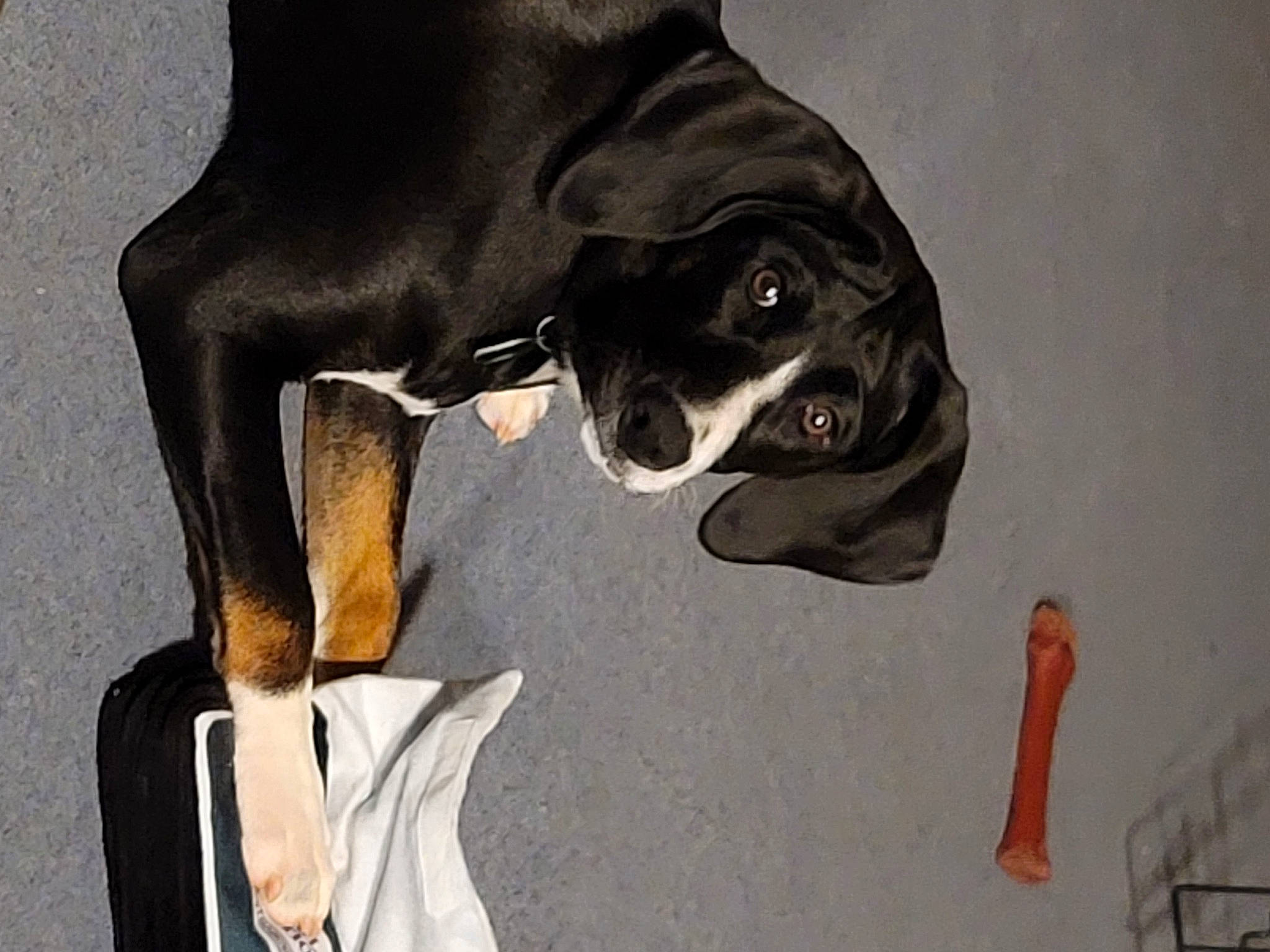 Maggie is registered to the contest to win money with this photo: canidae, carnivore, collar, companion_dog, dog, dog_breed, dog_collar, dog_supply, fawn, fur, gesture, human_leg, liver, pet_supply, snout, sporting_group, tail, vehicle_door, working_animal, working_dog