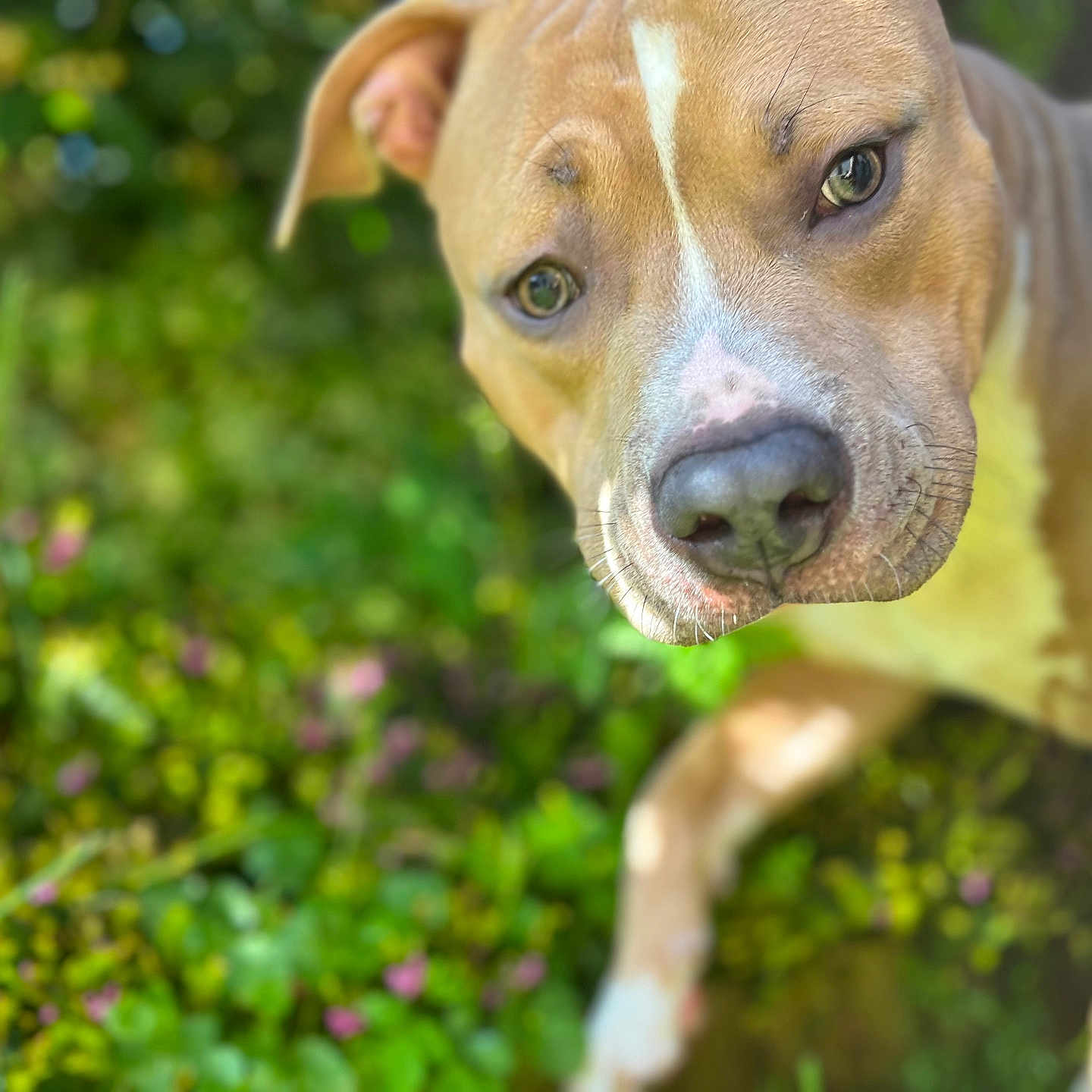 Saiko participe au concours pour gagner de l'argent avec cette photo : animal, boxer, bulldog, canine, dog, face, grass, head, herbal, herbs, hound, labradorretriever, person, pet, pitbull, plant, pointer, puppy, snout, vegetation