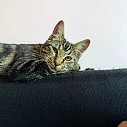 Oslo participe au concours pour gagner de l'argent avec cette photo : cat, tabby_cat, feline, pet, animal, lying_down, relaxed, portrait, close_up, whiskers, ears, green_eyes, striped_fur, short_hair, sofa, couch, indoor, home, cozy, photography