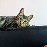 cat, tabby_cat, feline, pet, animal, lying_down, relaxed, portrait, close_up, whiskers, ears, green_eyes, striped_fur, short_hair, sofa, couch, indoor, home, cozy, photography