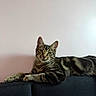 cat, tabby, pet, animal, feline, whiskers, ears, eyes, striped_fur, brown, black, gray, lying_down, lounging, sofa, couch, indoor, portrait, living_room, relaxed