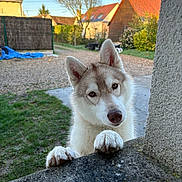 Astra a rejoint le concours — aidez-le/la à gagner de superbes lots ! husky, puppy, dog, animal, pet, outdoor, grass, concrete, paw, face, ears, sky, building, house, tree, nature, daylight, curious, looking, fence