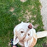 Astra participe au concours pour gagner de l'argent avec cette photo : dog, husky, grass, person, footwear, crocs, purple_pants, outdoor, pet, looking_up, white_fur, tan_fur, animal, cute, companion, nature, summer, paw, tail, standing