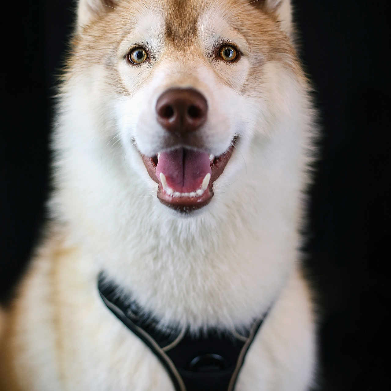 Astra a rejoint le concours — aidez-le/la à gagner de superbes lots ! dog, husky, smiling, pet, animal, fur, portrait, harness, cute, canine, friendly, indoor, fluffy, mammal, face, ears, tongue, eyes, nose, white