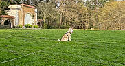 Astra participe au concours pour gagner de l'argent avec cette photo : dog, grass, leash, park, trees, building, sky, outdoor, nature, greenery, animal, canine, sitting, daytime, scenic, landscape, quiet, peaceful, rustic, architecture