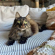 Léon a rejoint le concours — aidez-le/la à gagner de superbes lots ! cat, tabby_cat, fluffy_fur, green_eyes, lounging, couch, white_couch, cozy, cat_tree, indoor, home, shelf, books, decor, curious, pet, furniture, relaxed, close_up, natural_light