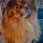 Woody is registered to the contest to win money with this photo: dog, fluffy, brown, pet, indoor, crate, fur, animal, cute, face, ears, eyes, canine, portrait, companion, domestic, closeup, furry, friendly, curious