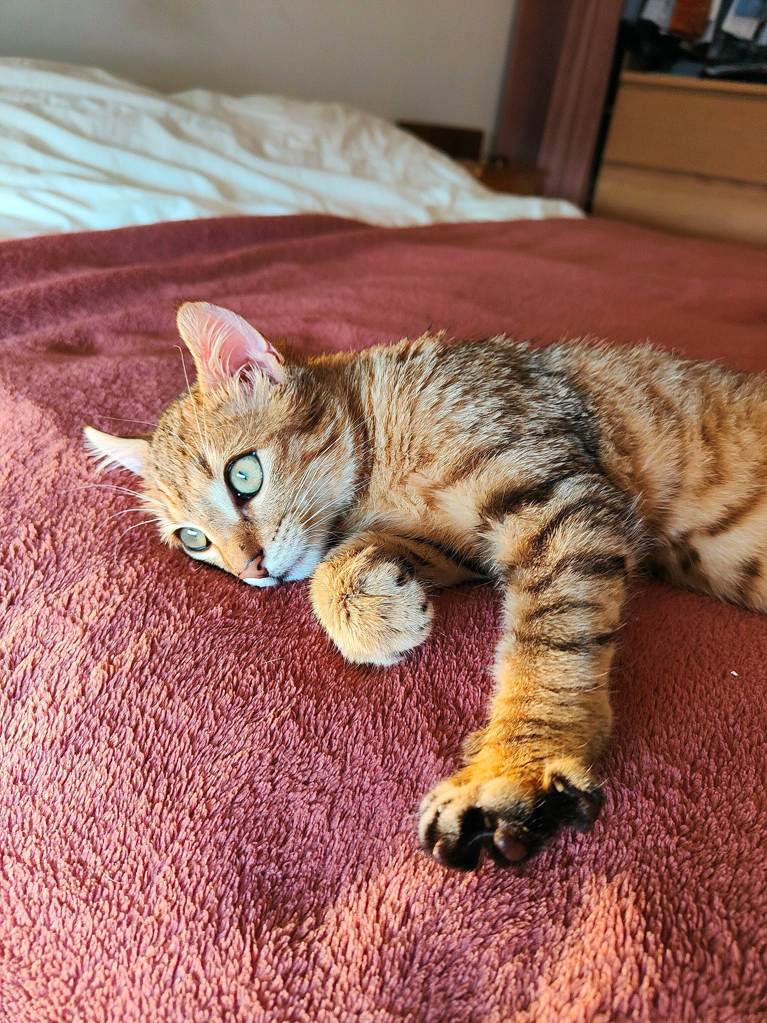 Simba participe au concours pour gagner de l'argent avec cette photo : carnivore, cat, claw, comfort, domestic_short_haired_cat, eye, fawn, felidae, flooring, fur, mammal, nap, paw, small_to_medium_sized_cats, snout, tail, terrestrial_animal, vertebrate, whiskers, wood