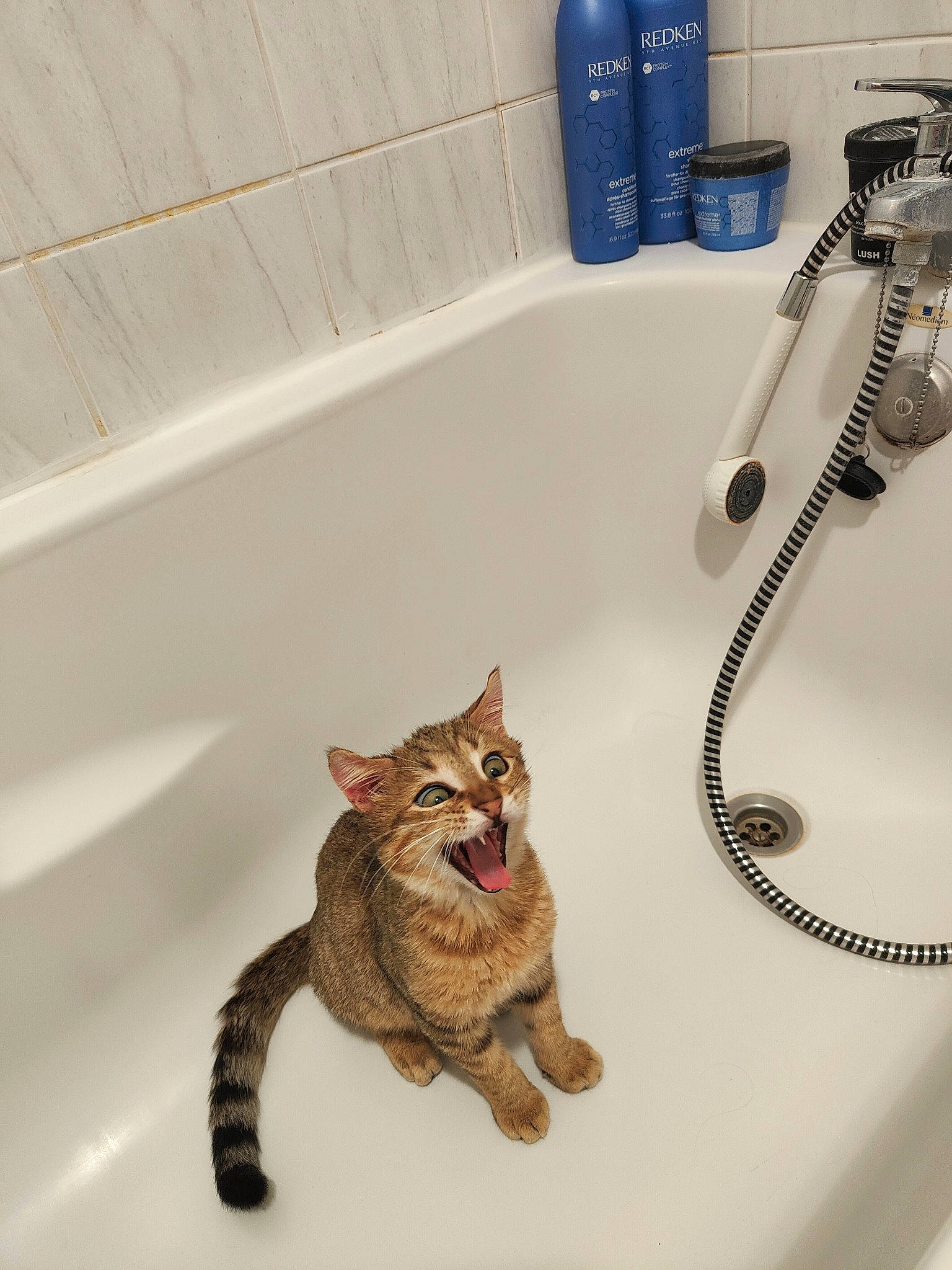 Simba participe au concours pour gagner de l'argent avec cette photo : art, bathroom, bathroom_sink, bathtub, carnivore, cat, domestic_short_haired_cat, fawn, felidae, floor, flooring, fur, gas, plumbing, plumbing_fixture, small_to_medium_sized_cats, tail, tap, whiskers, wood