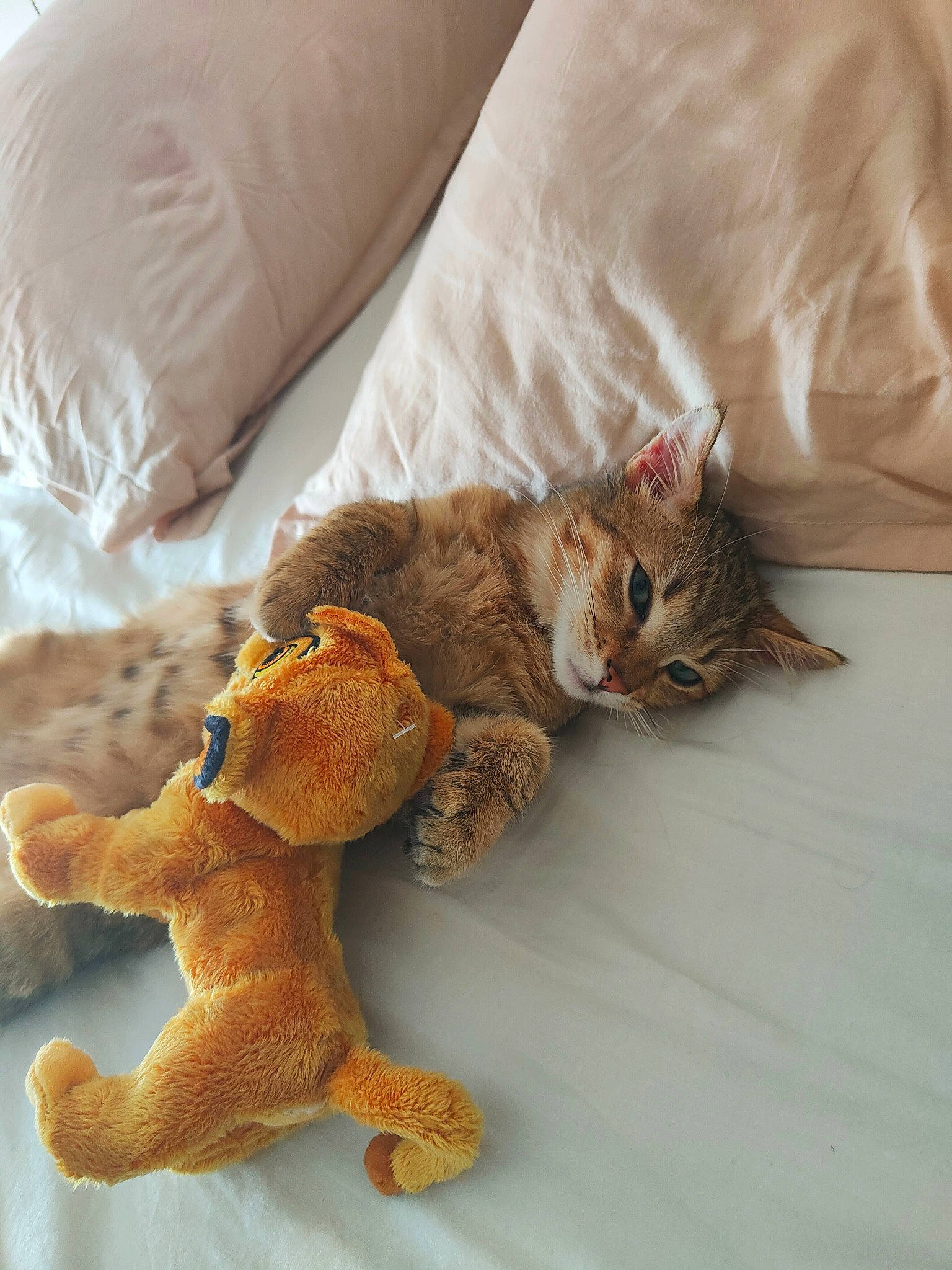 Simba a rejoint le concours — aidez-le/la à gagner de superbes lots ! bed, carnivore, cat, comfort, domestic_short_haired_cat, fawn, felidae, fur, linens, paw, product, small_to_medium_sized_cats, stuffed_toy, tail, teddy_bear, terrestrial_animal, textile, toy, whiskers, wood