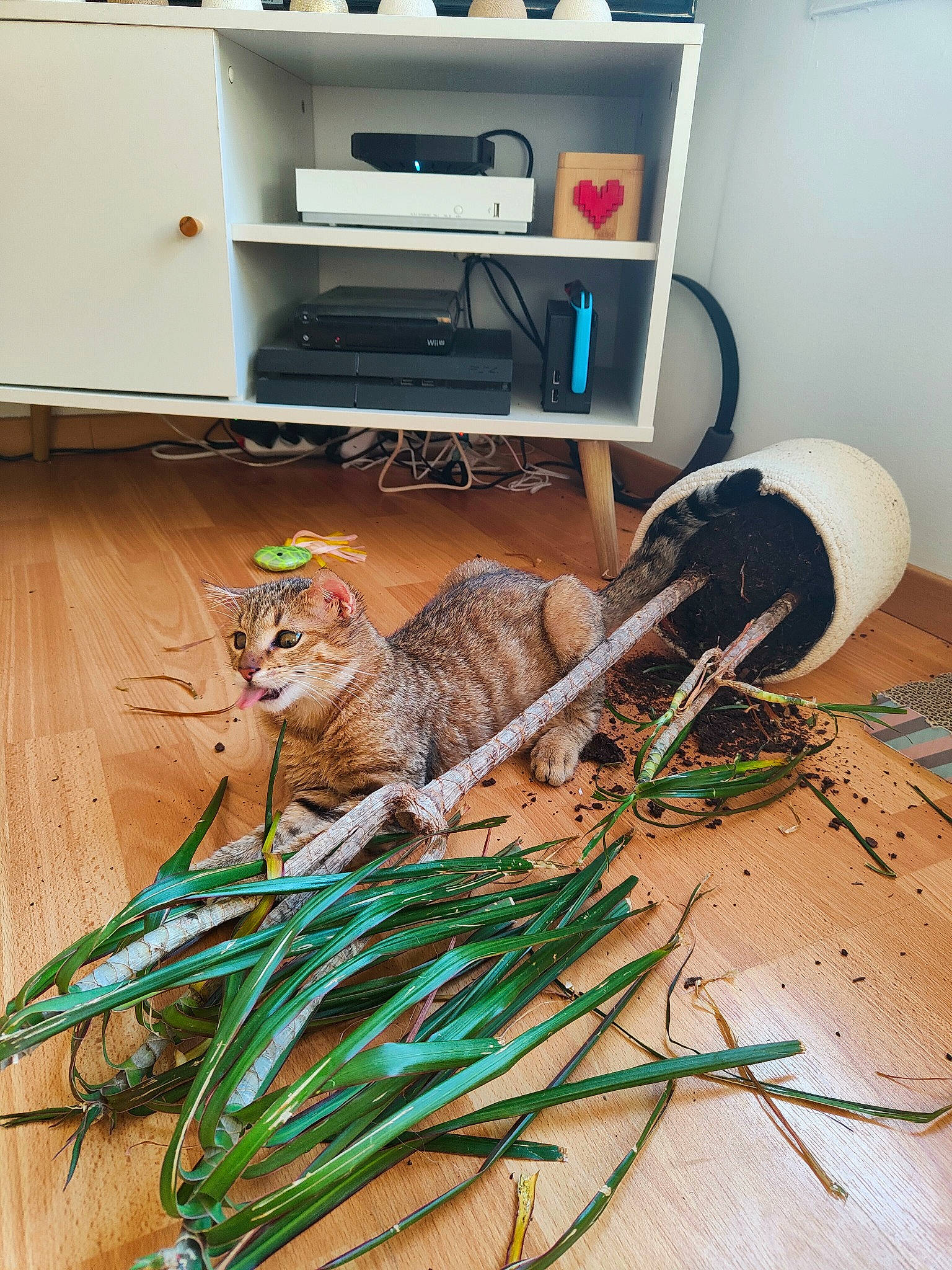 Simba a rejoint le concours — aidez-le/la à gagner de superbes lots ! cabinetry, carnivore, cat, domestic_short_haired_cat, electrical_wiring, felidae, flooring, flowerpot, fur, grass, hardwood, herb, home_appliance, plant, room, small_to_medium_sized_cats, tail, twig, whiskers, wood