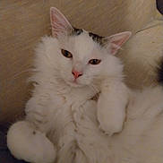 Raven a rejoint le concours — aidez-le/la à gagner de superbes lots ! cat, white_cat, long_haired, fluffy, pet, feline, pink_nose, whiskers, paws, ears, sofa, couch, indoor, cozy, relaxed, sleepy, close_up, portrait, fur, cute