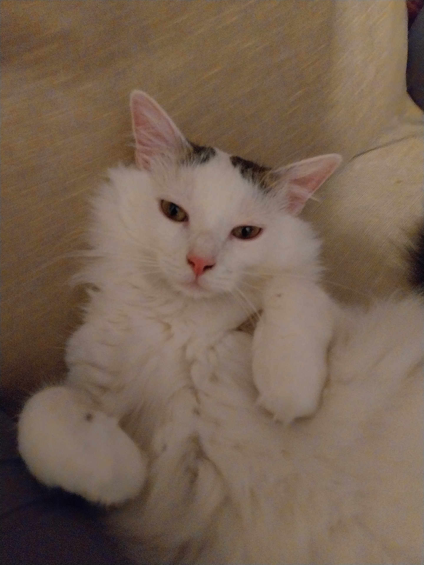 Raven a rejoint le concours — aidez-le/la à gagner de superbes lots ! cat, white_cat, long_haired, fluffy, pet, feline, pink_nose, whiskers, paws, ears, sofa, couch, indoor, cozy, relaxed, sleepy, close_up, portrait, fur, cute