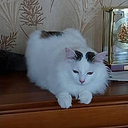Legolas-Raven a rejoint le concours — aidez-le/la à gagner de superbes lots ! cat, fluffy, white, black_markings, wooden_surface, clock, vintage, decor, wallpaper, botanical, indoor, pet, resting, feline, animal, fur, ears, face, table, home