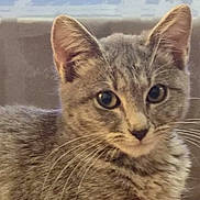 Maddie participe au concours pour gagner de l'argent avec cette photo : cat, gray_tabby, close_up, indoor, pet, feline, whiskers, ears, eyes, fur, curious, animal, domestic_cat, mammal, portrait, young_cat, cute, face, looking, soft_focus