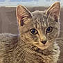 cat, gray_tabby, close_up, indoor, pet, feline, whiskers, ears, eyes, fur, curious, animal, domestic_cat, mammal, portrait, young_cat, cute, face, looking, soft_focus