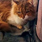 Titus participe au concours pour gagner de l'argent avec cette photo : cat, feline, pet, fluffy, long_hair, whiskers, couch, blanket, pillow, indoor, resting, sleepy, brown_white, green_eyes, portrait, closeup, fur, paw, cozy, domestic