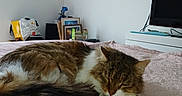Titus a rejoint le concours — aidez-le/la à gagner de superbes lots ! bed, blanket, cat, cozy, domestic_cat, fur, home, indoor, napping, pet, picture_frame, pink, relaxed, shopping_bag, side_table, sleeping, tabby_cat, tail, television, whiskers