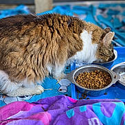 Titus participe au concours pour gagner de l'argent avec cette photo : ai_generated_notice, animal, blue_background, cat, cat_food, close_up, colorful_blanket, domestic_cat, eating, feeding_tray, fluffy, food_bowl, furry, kibble, long_hair, outdoor, pet, side_view, tabby_cat, white_cat