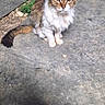 Titus participe au concours pour gagner de l'argent avec cette photo : animal, brown_fur, cat, concrete, ears, eyes, fluffy_cat, fur, gray_fur, ground, long_hair, outdoor, patio, pet, portrait, screenshot, sitting, tail, whiskers, white_fur