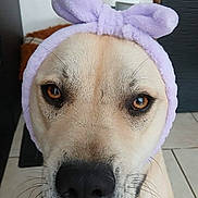 Skool participe au concours pour gagner de l'argent avec cette photo : animal, bow, brown_eyes, closeup, collar, cute, dog, domestic, face, floor, furry, headband, indoor, lavender, looking, nose, pet, portrait, tile, whiskers