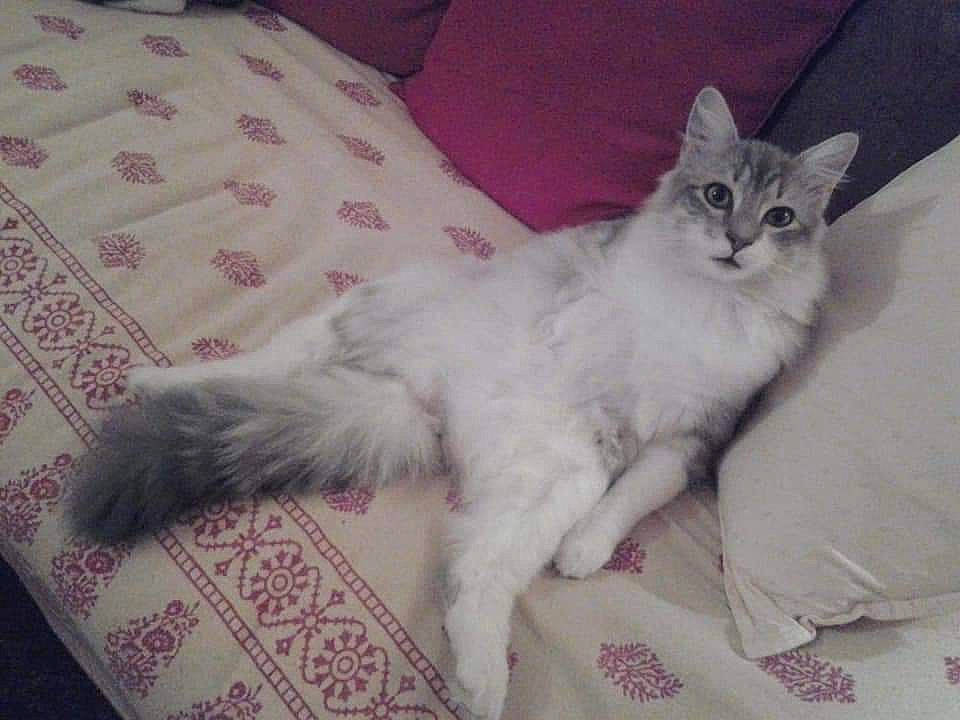 Nuage a rejoint le concours — aidez-le/la à gagner de superbes lots ! bed, bed_sheet, bedding, carnivore, cat, claw, comfort, domestic_short_haired_cat, felidae, fur, grey, paw, small_to_medium_sized_cats, tail, whiskers