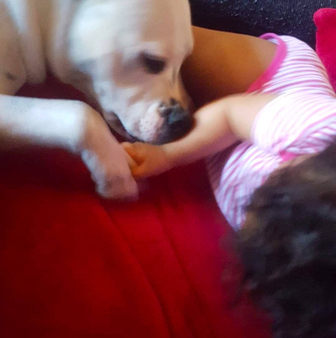 Maïko a rejoint le concours — aidez-le/la à gagner de superbes lots ! canidae, carnivore, child, comfort, companion_dog, dog, dog_breed, fawn, flooring, hardwood, human_leg, nail, paw, puppy_love, sporting_group, tail, thigh, toy_dog, wood, working_animal