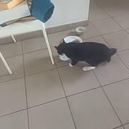 Noirot a rejoint le concours — aidez-le/la à gagner de superbes lots ! cat, black_and_white_cat, pet, animal, tuxedo_cat, eating, food_bowl, pet_bowl, kibble, indoor, home, tiled_floor, furniture, chair, books, blue_fabric, white_paws, standing, domestic_animal, casual_snapshot