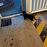 Noirot participe au concours pour gagner de l'argent avec cette photo : cat, cats, black_and_white_cat, animal, pet, feline, standing, walking, corridor, indoor, wire_cage, metal_gate, blue_background, concrete_floor, industrial, grating, yellow_stripes, shadow, watching, photography