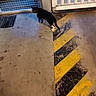 Noirot participe au concours pour gagner de l'argent avec cette photo : cat, black_and_white_cat, animal, pet, walking, standing, tail, paws, warehouse, industrial, concrete_floor, hazard_stripes, yellow, black, white, metal_gate, indoor, motion_blur, gritty, photography