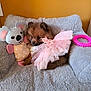 Bella participe au concours pour gagner de l'argent avec cette photo : animal, cozy, cute, decor, dog, furry, gray_bed, indoor, koala, orange_wall, pet, pink_toy, pink_tutu, plush_bed, puppy, resting, small_dog, soft_texture, stuffed_toy, toy_ring
