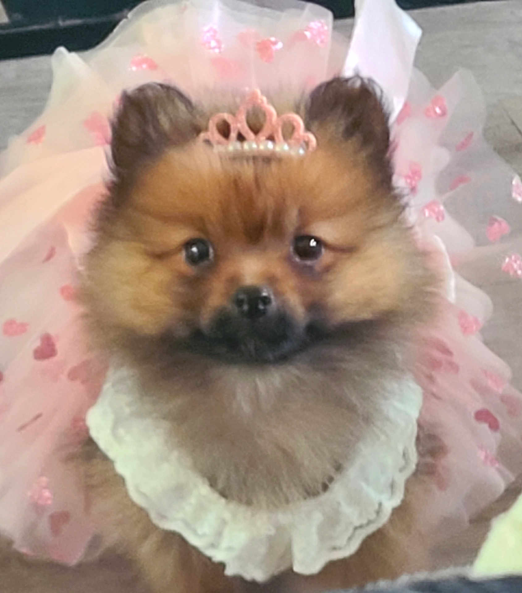 Bella a rejoint le concours — aidez-le/la à gagner de superbes lots ! adorable, animal, collar, costume, cute, dog, dress, ears, face, fluffy, fur, indoor, pet, pink, pomeranian, portrait, puppy, ruffle, small_dog, tiara