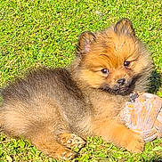 Bella participe au concours pour gagner de l'argent avec cette photo : adorable, animal, cheerful, cute, dog, expression, fur, grass, mammal, nature, outdoor, paw, pet, playful, puppy, resting, small, sunlight, toy, young