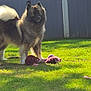 animal, canine, daylight, dog, domestic_animal, fluffy, furry, grass, guarding, leisure, mammal, nature, outdoor, pet, play, rope_toy, standing, sunlight, toy, yard