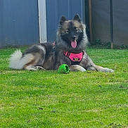 Tia a rejoint le concours — aidez-le/la à gagner de superbes lots ! animal, backyard, canine, daytime, dog, fluffy, fur, grass, greenery, happy, lawn, nature, outdoor, pet, pink_harness, playing, relaxed, resting, tongue_out, toy
