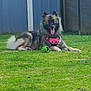 animal, backyard, canine, daytime, dog, fluffy, fur, grass, greenery, happy, lawn, nature, outdoor, pet, pink_harness, playing, relaxed, resting, tongue_out, toy