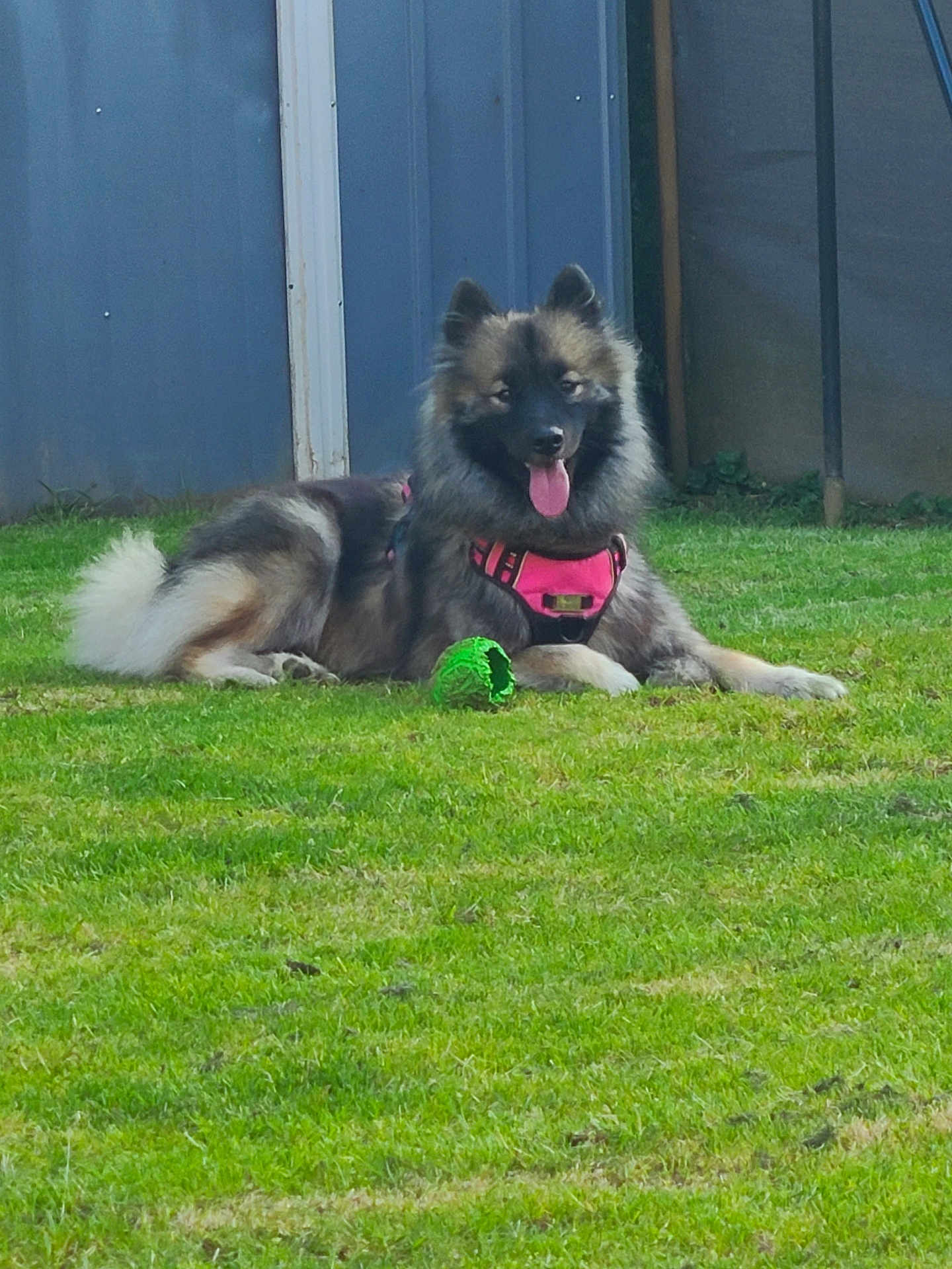 Tia