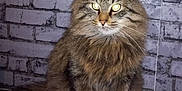 Boulette a rejoint le concours — aidez-le/la à gagner de superbes lots ! asian_semi_longhair, british_semi_longhair, carnivoran, cat, cat_like_mammal, domestic_long_haired_cat, domestic_short_haired_cat, dragon_li, european_shorthair, fauna, fur, kurilian_bobtail, maine_coon, mammal, norwegian_forest_cat, pixie_bob, siberian, small_to_medium_sized_cats, whiskers, wild_cat