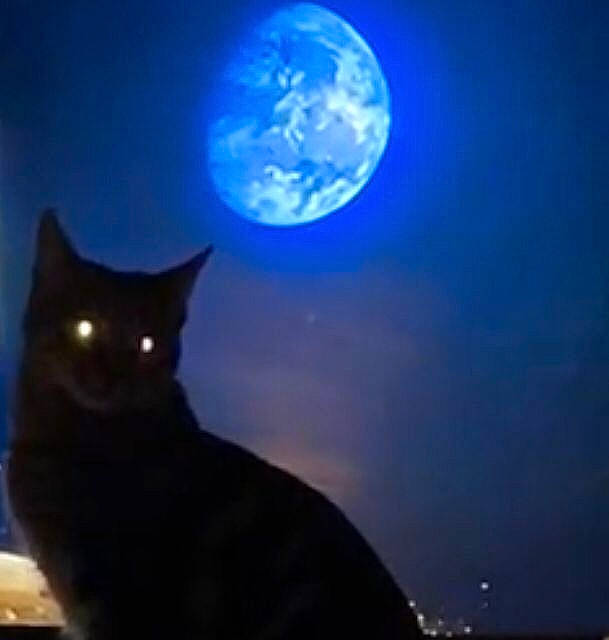 Banksy joined the competition — help win amazing prizes! astronomical_object, atmosphere, black_cat, blue, carnivore, cat, darkness, electric_blue, event, felidae, full_moon, fur, midnight, moon, sky, small_to_medium_sized_cats, snout, space, tail, whiskers