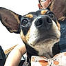 Boog joined the competition — help win amazing prizes! dog, bow_tie, close_up, ear, pet, animal, person, indoor, face, black_and_tan, collar, cute, looking_up, portrait, human, casual, glasses, short_hair, shirt, background