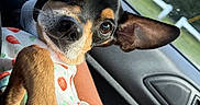 Boog is registered to the contest to win money with this photo: dog, small_dog, ears, cute, pet, car_interior, window, person_holding_dog, clothing, colorful_outfit, closeup, animal, paw, seat, daylight, looking, fence, nature, hand, resting