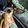 dog, small_dog, ears, cute, pet, car_interior, window, person_holding_dog, clothing, colorful_outfit, closeup, animal, paw, seat, daylight, looking, fence, nature, hand, resting