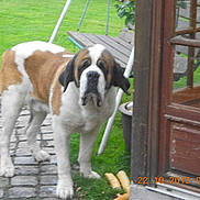 Bethoveen a rejoint le concours — aidez-le/la à gagner de superbes lots !