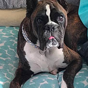 Samson is registered to the contest to win money with this photo: animal, blanket, boxer, brindle, canine, collar, companion, cute, dog, domestic_animal, expression, furniture, furry, household, indoor, lying_down, mammal, pet, resting, tongue_out